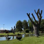 SENDA PEATONAL DEL ARROYO DEL VALLE Y DEL CANAL DEL CARBOSILLO