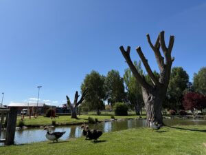 Parque de los Patos de San Andrés del Rabanedo